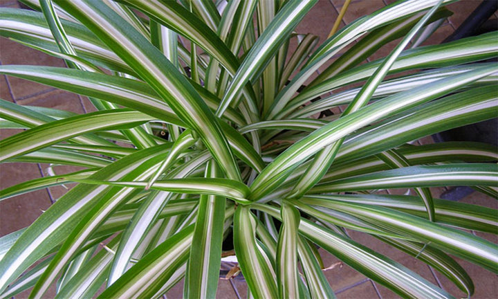 Heirloom Non-GMO Chlorophytum Plant Seeds – Air-Purifying Greenery for Garden