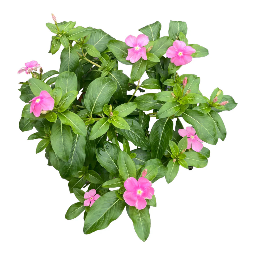 vinca catharanthus flower seeds