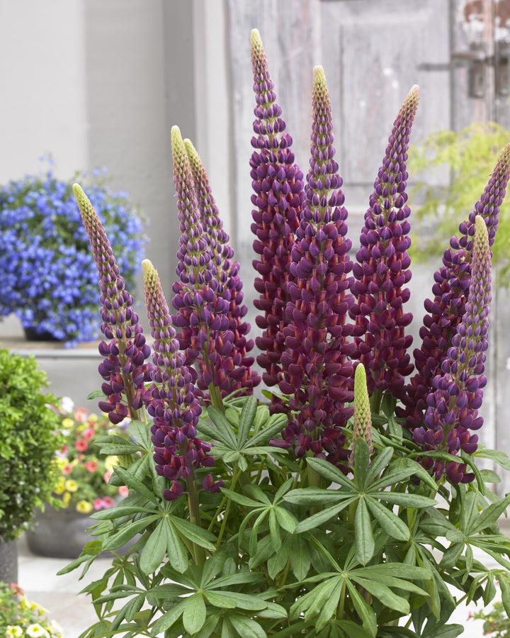 Lupin Lilla Blomsterfrø til Plantning 100 stk