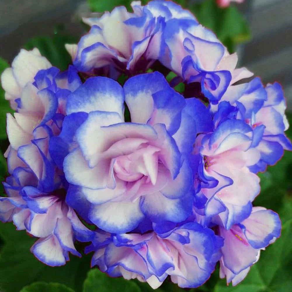 Geranium White Blue Flower Seeds for Planting 100 pcs