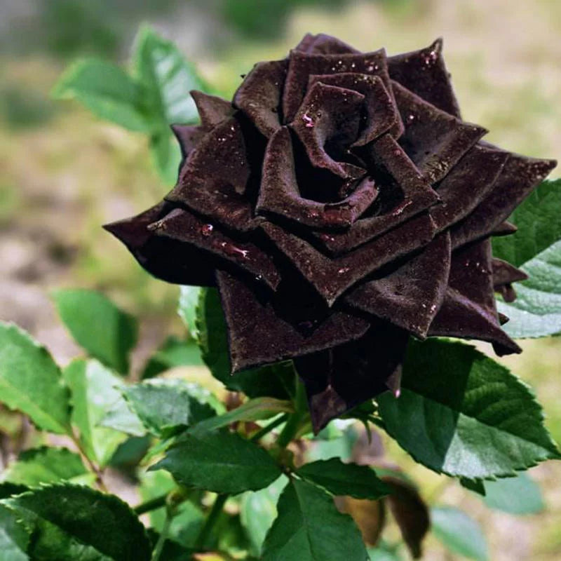 black rose flower seeds