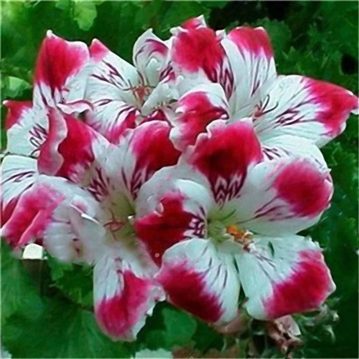 Geranium Red White Flower Seeds for Planting 100 pcs