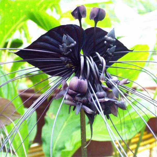 Heirloom Non-GMO Black Butterfly Orchid Flower Seeds for Planting – Rare Exotic Blooms