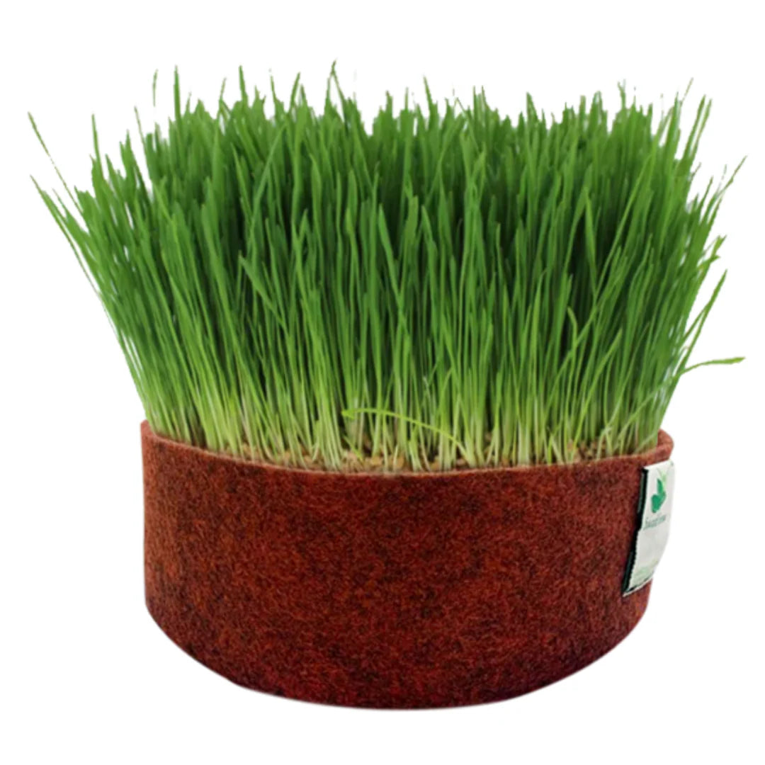 Microgreen Wheatgrass Seeds for Planting – Non-GMO, High Germination Seeds for Indoor Growing, Juicing, and Detox