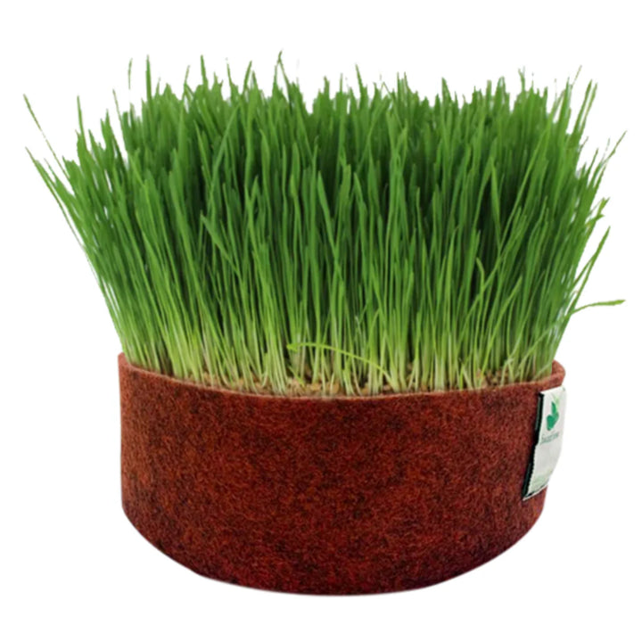 Microgreen Wheatgrass Seeds for Planting – Non-GMO, High Germination Seeds for Indoor Growing, Juicing, and Detox