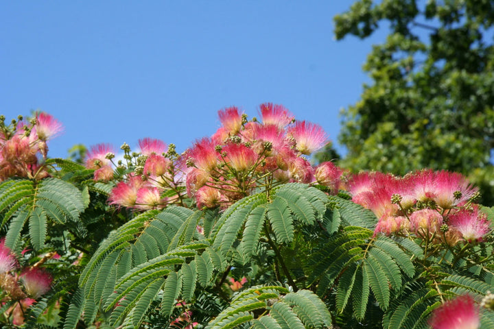 Heirloom Non-GMO Albizia Julibrissin Flower Seeds – Silk Tree Seeds for Planting, High Germination Organic Garden Blooms