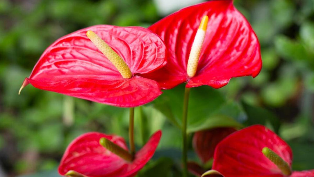 Deep Red Anthurium Flower Seeds for Planting – Heirloom, Non-GMO, High Germination Organic Garden Seeds