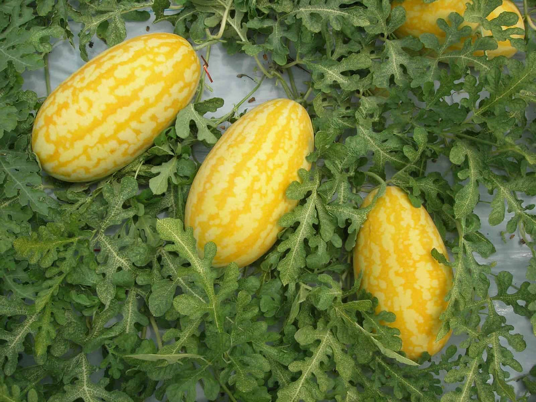 Gold in Gold Watermelon Fruit Seeds for Planting - Homegrown Sweetness, Heirloom Seeds