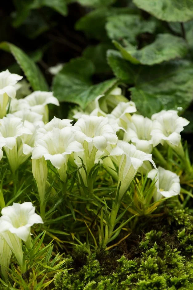 White Gentian Flower Seeds – Heirloom Non-GMO Seeds for Garden Planting
