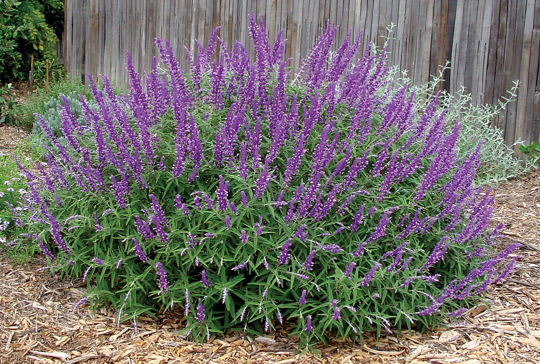 Lavender Barbara Flower Seeds – Heirloom, Non-GMO Seeds for Planting Fragrant Garden Blooms
