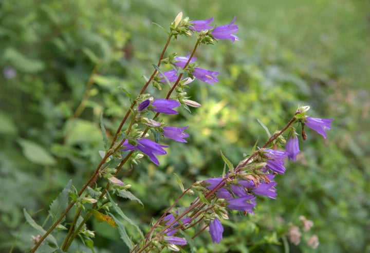 Klokkeblomstfrø til udplantning, arvestykke, ikke-GMO, 100 stk