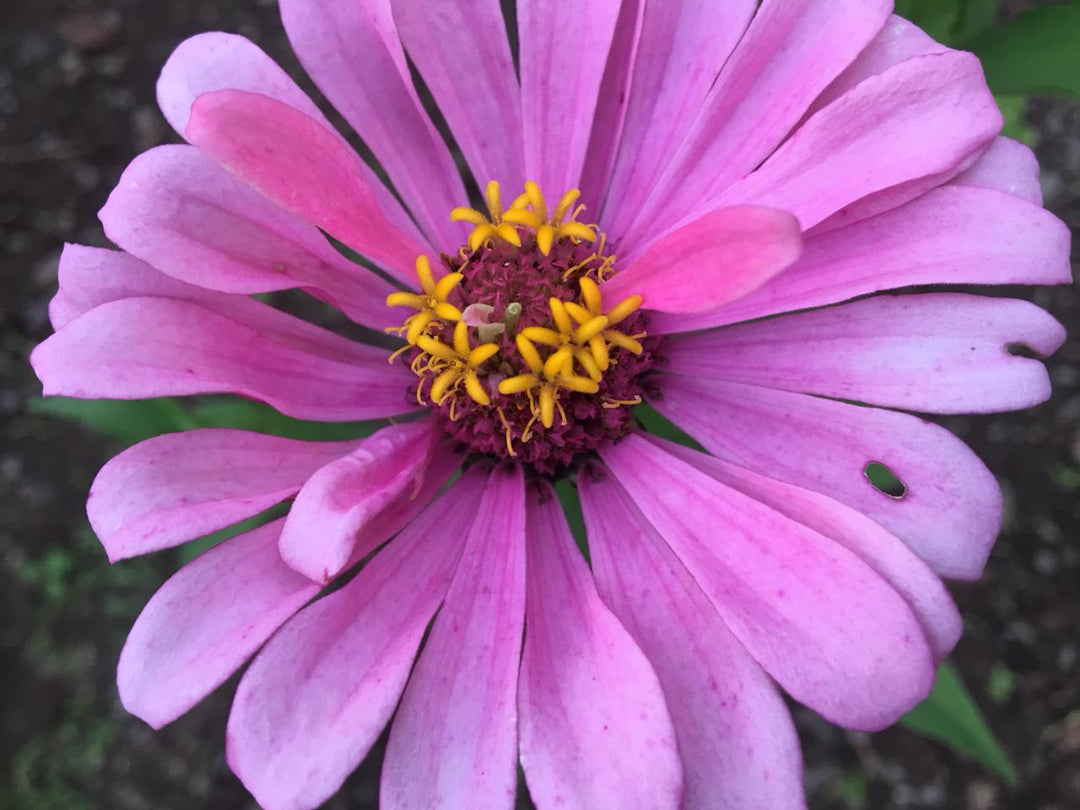 single petal flower seeds