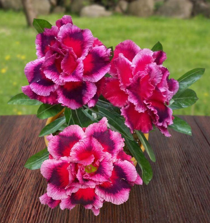 Violet Pink Adenium Obesum Flower Seeds – Heirloom Non-GMO Seeds for Planting, High Germination Organic Garden