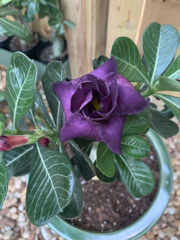 Lilla Adenium Obesum blomsterfrø til plantning - 100 stk