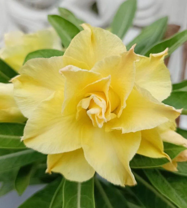 Light Lemon Yellow Adenium Flower Seeds for Planting – Heirloom, Non-GMO, High Germination Tropical Succulent Seeds
