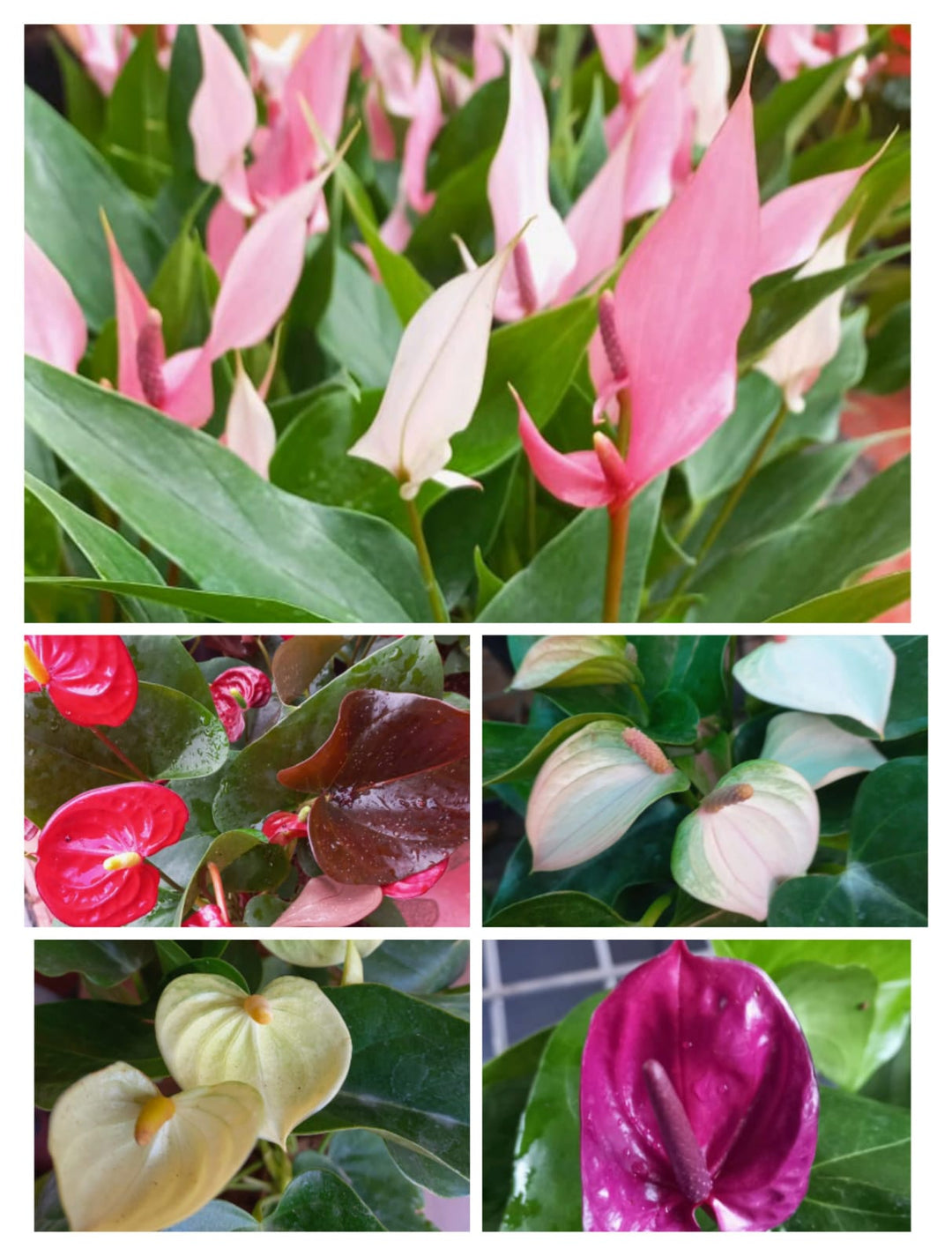 Anthurium blandede farve plantefrø til plantning 100 stk