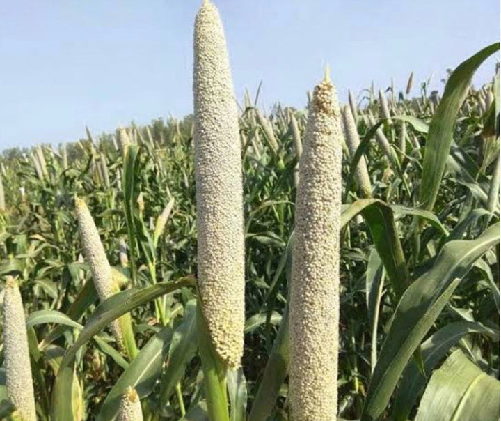 Pearl Millet Seeds for Planting – Heirloom, Non-GMO Bajra Seeds for High-Yield Grain and Fodder Production