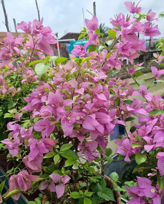 Lyserøde Bougainvillea Blomsterfrø - 100 stk