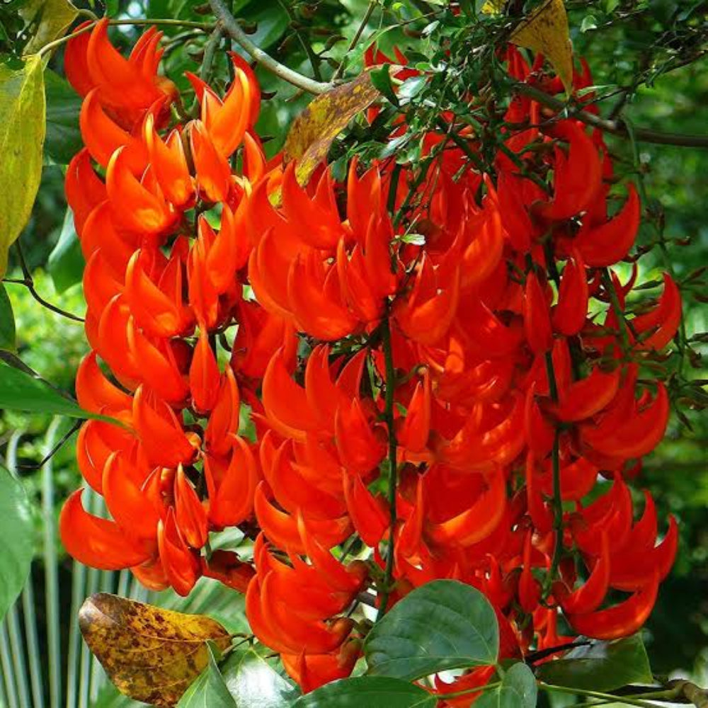 red strongylodon flower seeds