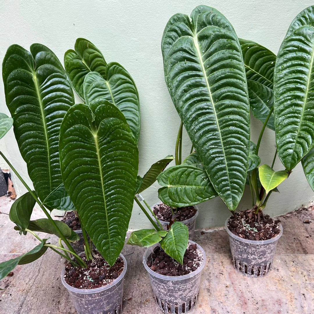 Anthurium veitchii (King Anthurium) Plant Seeds - Heirloom and Non-GMO garden seeds for planting