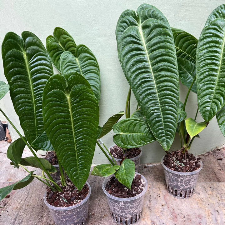 Anthurium veitchii (King Anthurium) Plant Seeds - Heirloom and Non-GMO garden seeds for planting