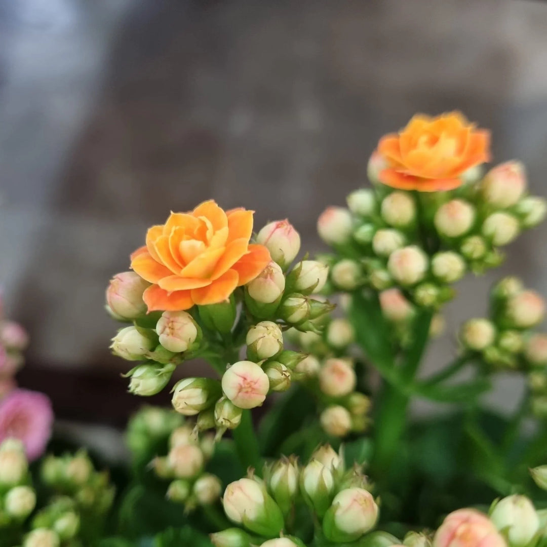 Heirloom Non-GMO Orange Kalanchoe Flower Seeds – Lively Garden Pots & Indoor Planting