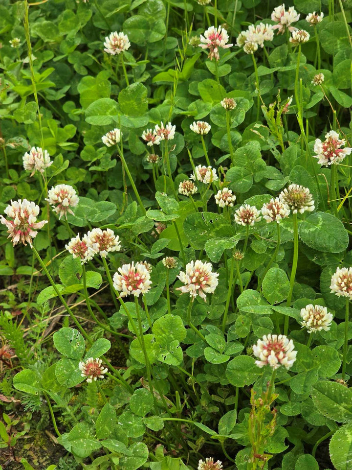 Heirloom Non-GMO Clover Flower Seeds for Planting – Vibrant Pollinator-Friendly Garden Blooms