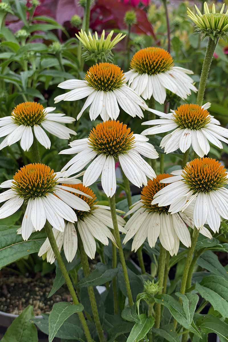 white echinacea flower seeds