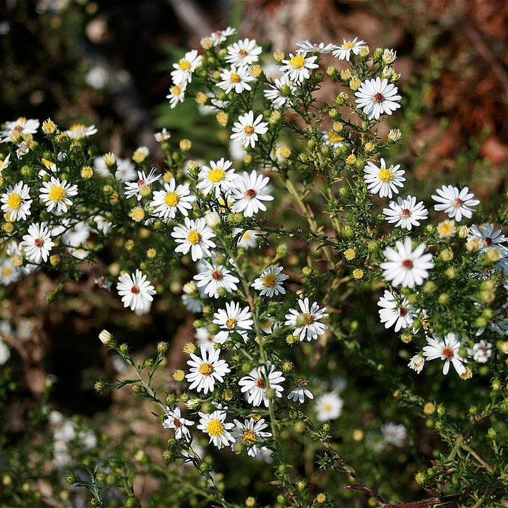 Aster Flower Seed for Planting 100 pcs