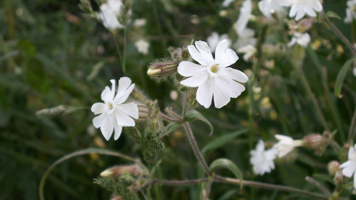 Campion Blomsterfrø til udplantning, 100 stk