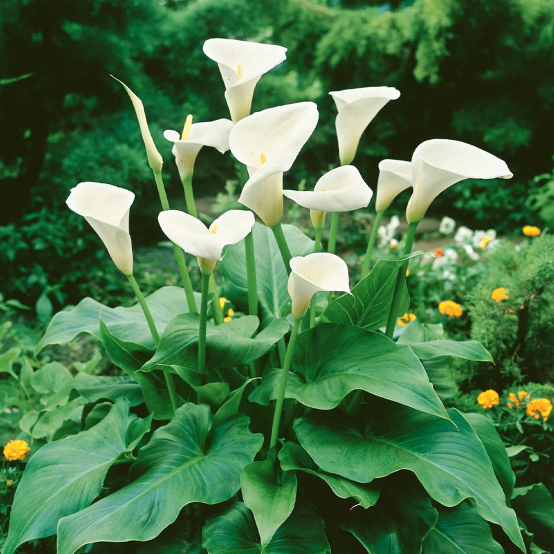 calla lily plant seeds White Calla Lily (Zantedeschia Aethiopica) Seeds – Heirloom Non-GMO Seeds for Planting – High Germination Garden Seeds