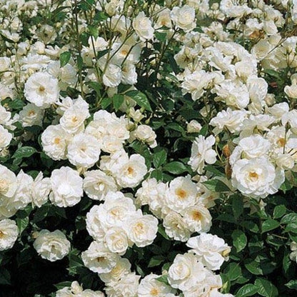 White Creeper Rose Flower Seeds for Planting, 100 pcs