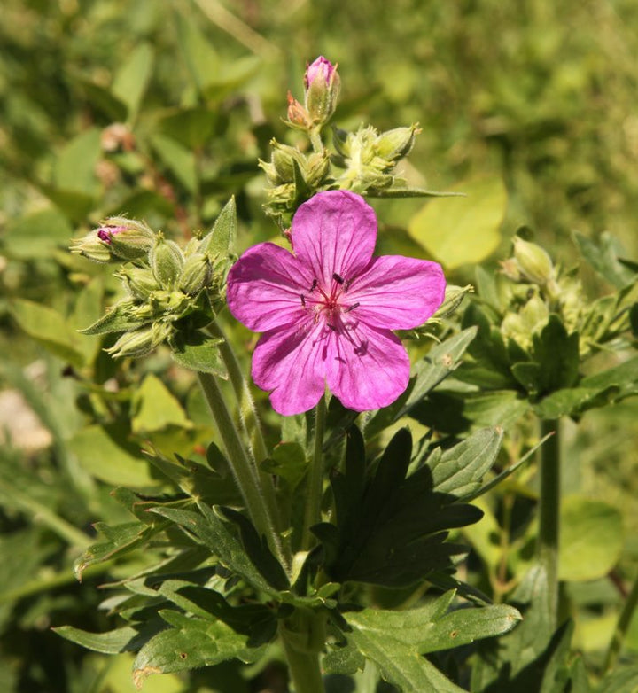 Heirloom Non-GMO Geranium viscosissimum Flower Seeds for Planting – Vibrant Garden Blooms