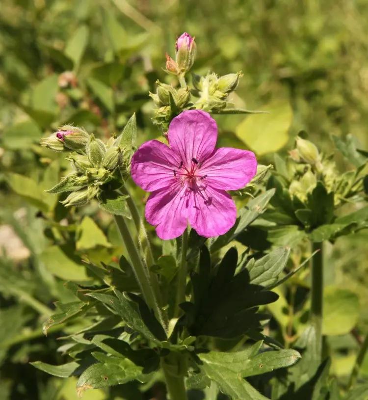 heirloom non flower seeds