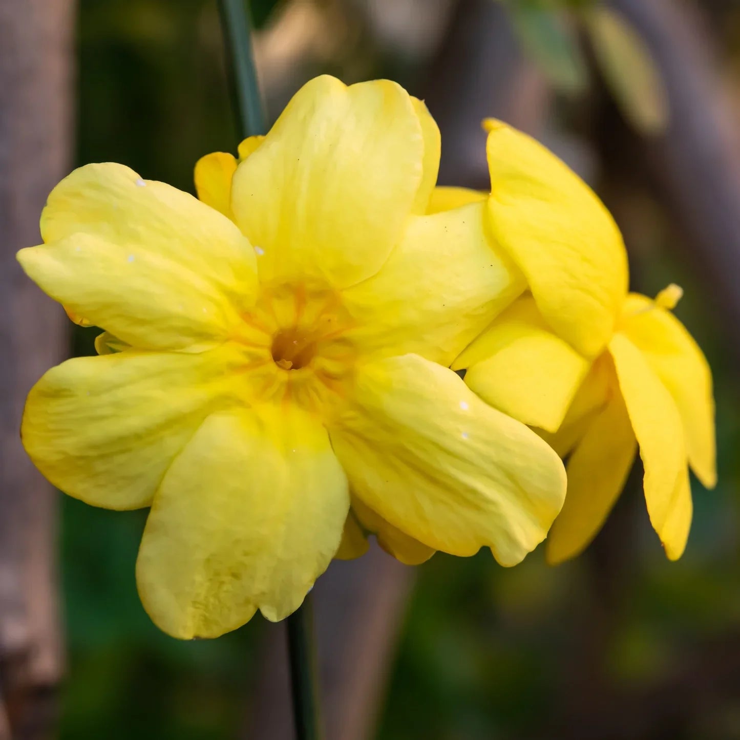 yellow jasmine flower seeds