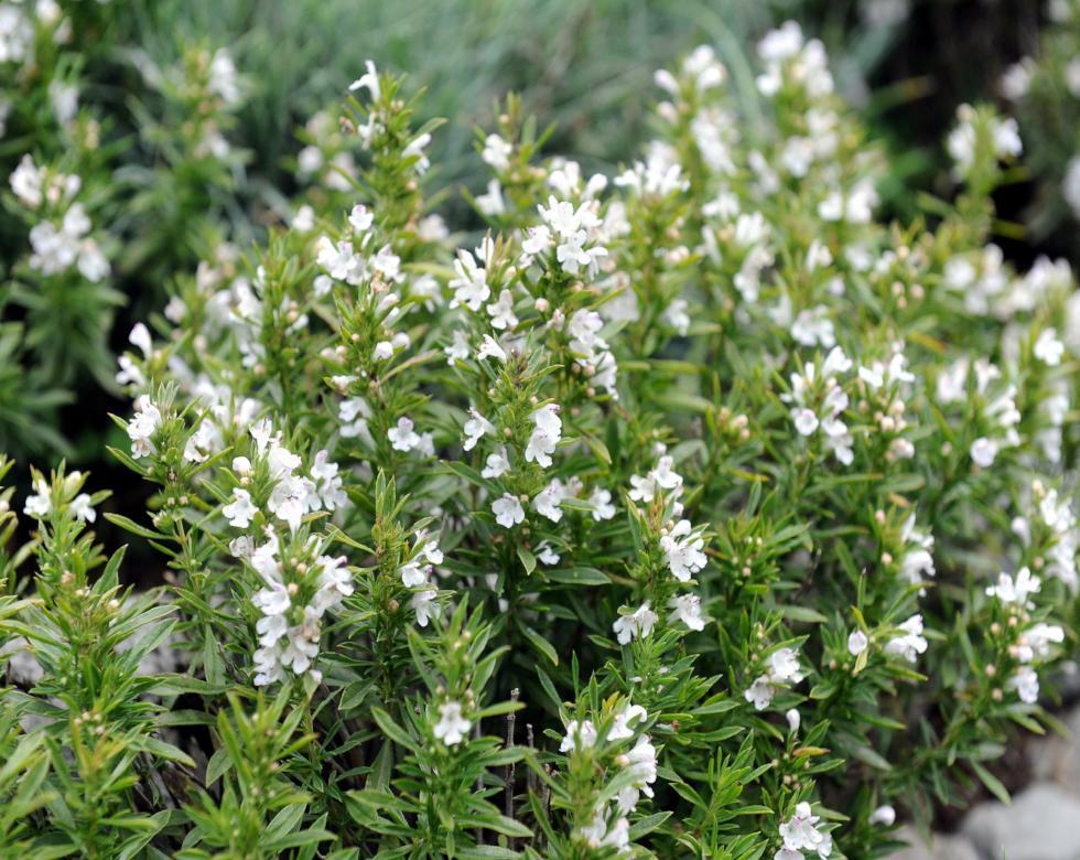 Winter Savory Seeds (Satureja montana) for Planting – Organic, Heirloom, Non-GMO Culinary Herb for Gardens