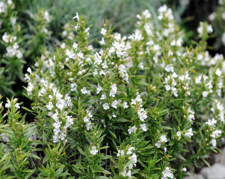 Winter Savory Seeds (Satureja montana) for Planting – Organic, Heirloom, Non-GMO Culinary Herb for Gardens