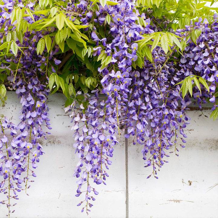 Wisteria blomsterfrø til plantning, tykke blå blomster, 100 stk