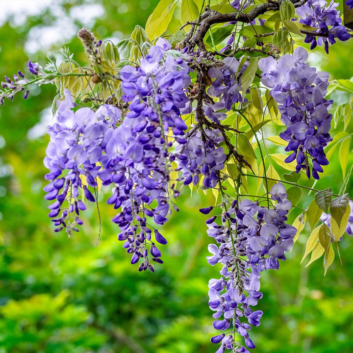 Wisteria blomsterfrø til plantning, tykke blå blomster, 100 stk