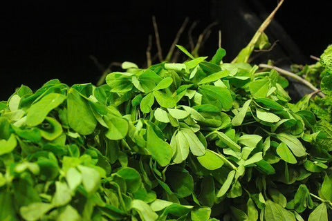 Green Methi (Fenugreek) Herb Seeds for Planting – Heirloom & Non-GMO Seeds for Leafy Culinary Gardens