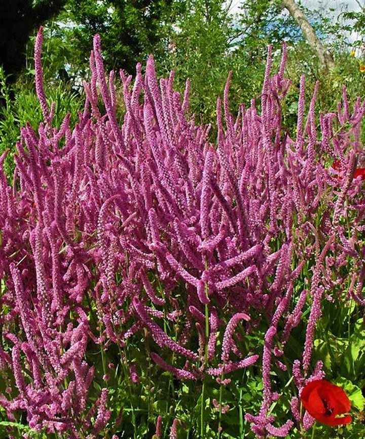 Heirloom Non-GMO Limonium Suworowii Flower Seeds – Ornamental Sea Lavender Seeds for Planting, High Germination Organic Blooms