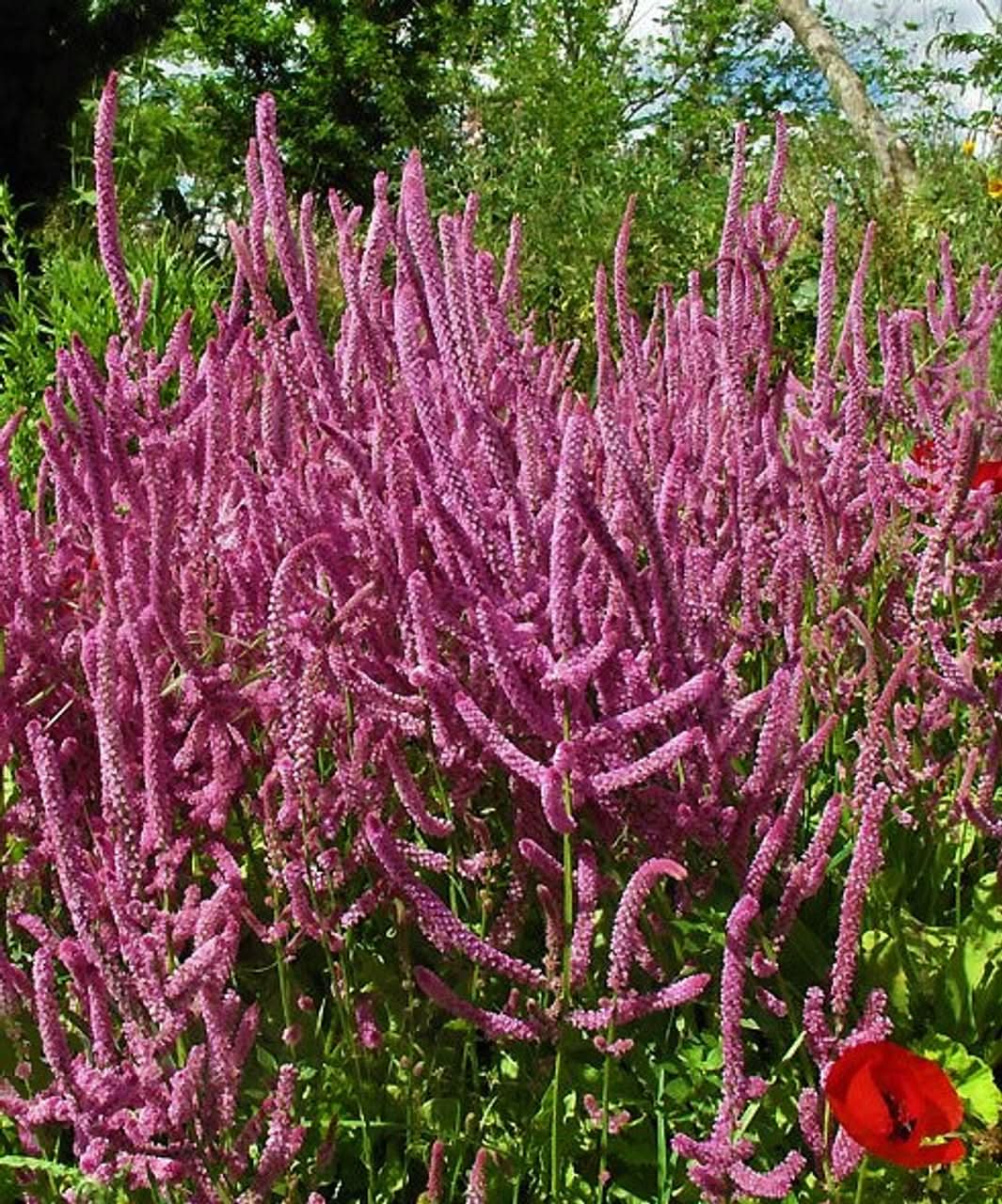 lavender heirloom flower seeds