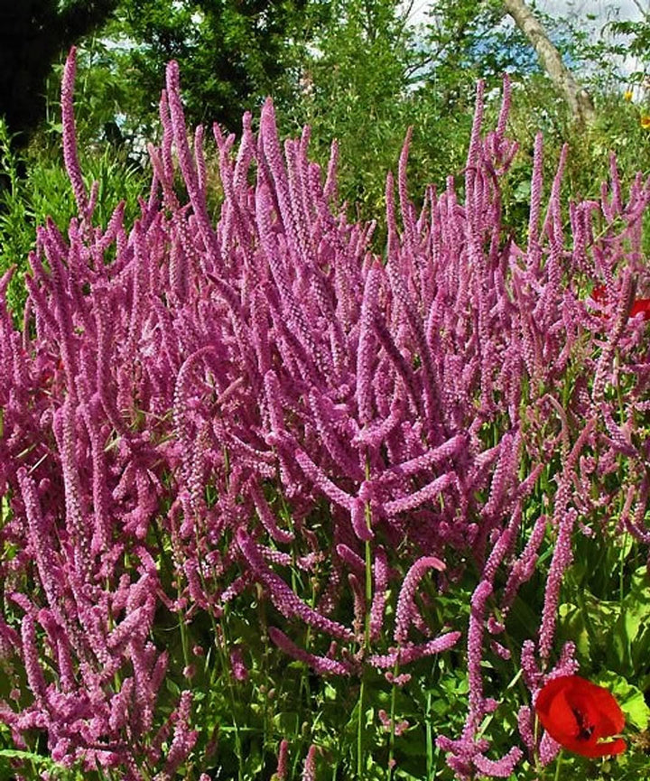 Lavender Heirloom Non Gmo Limonium Suworowii Flower Ornamental Sea Flower Flower Seeds for Home