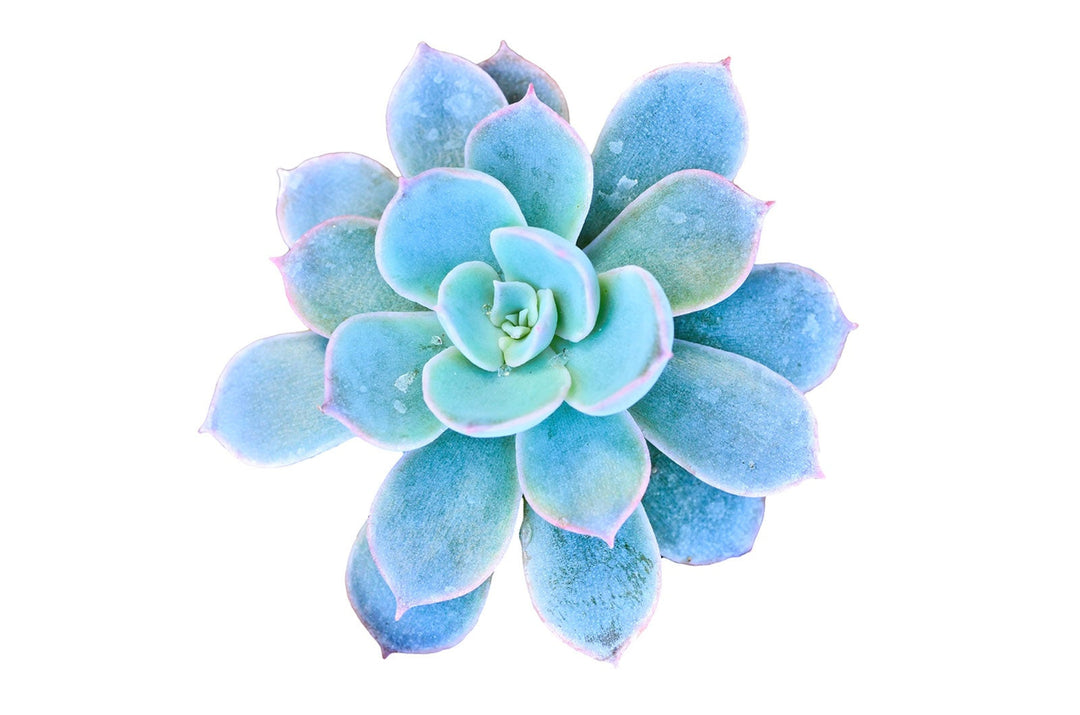 Blue Succulent Flower Seeds for Planting – Heirloom, Non-GMO, High Germination Organic Garden Seeds