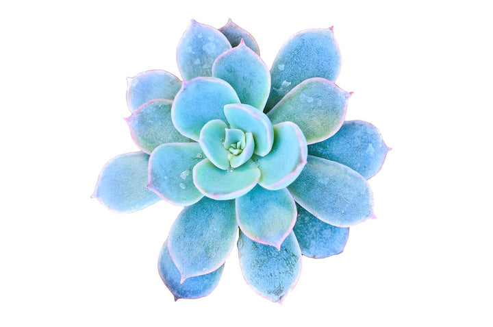 Blue Succulent Flower Seeds for Planting – Heirloom, Non-GMO, High Germination Organic Garden Seeds