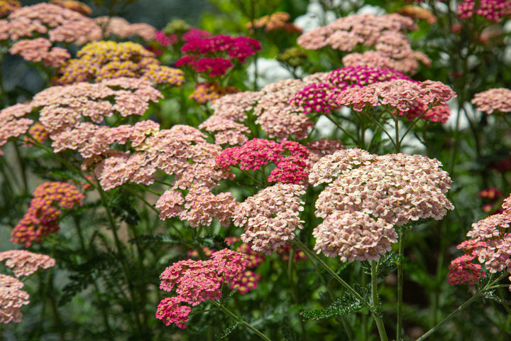 Yarrow Flower Seeds for Planting, Heirloom, Non-GMO, 100 pcs