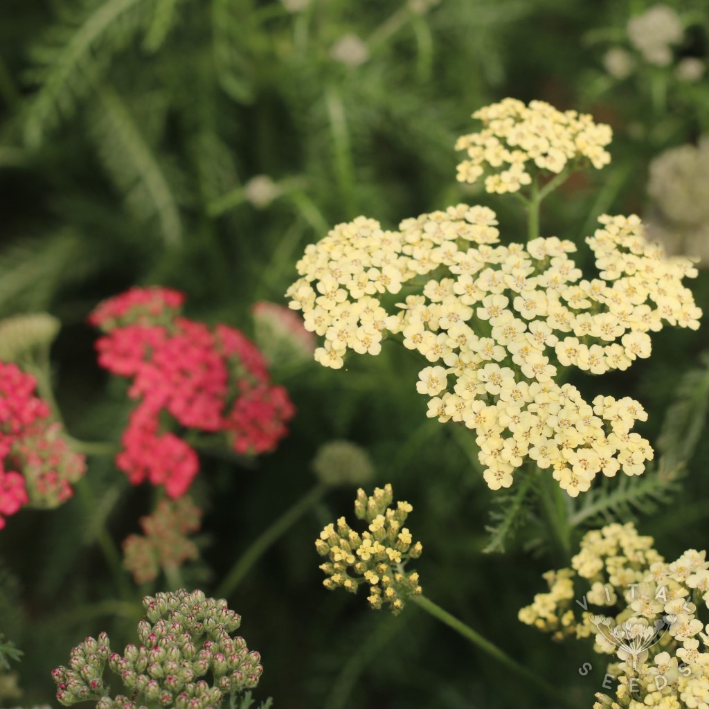 Mixed Yarrow Flower Seeds for Planting - 100 pcs