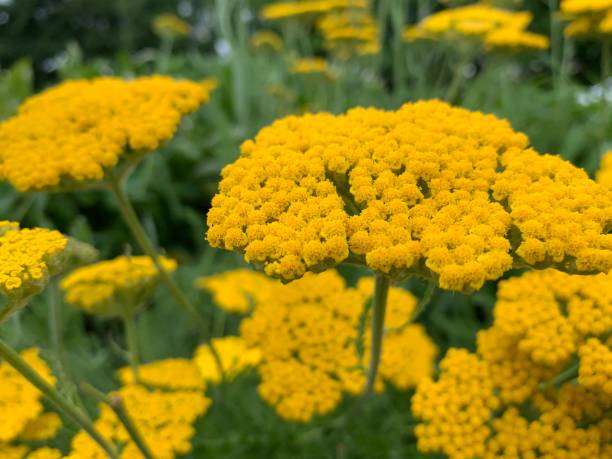 Yarrow Flower Seeds for Planting - 100 pcs