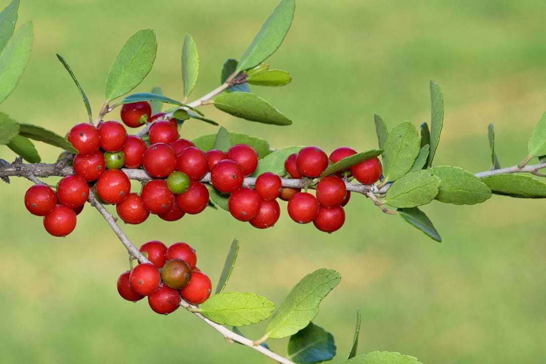 heirloom yaupon flower seeds