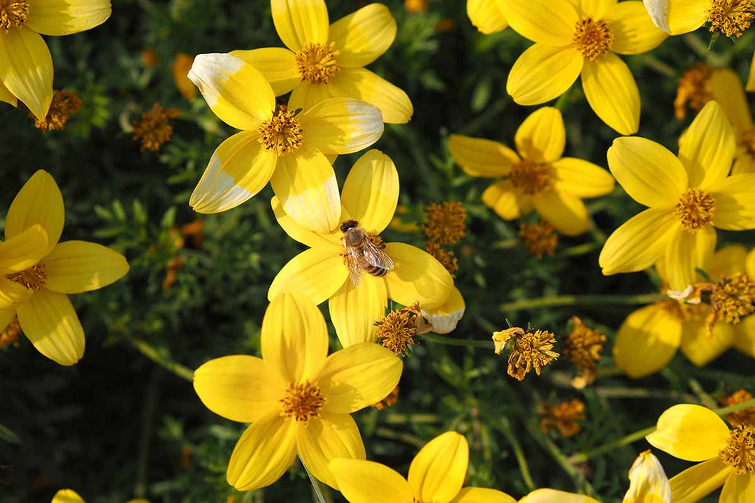 Bidens Ferulifolia Blomsterfrø til udplantning - 100 stk